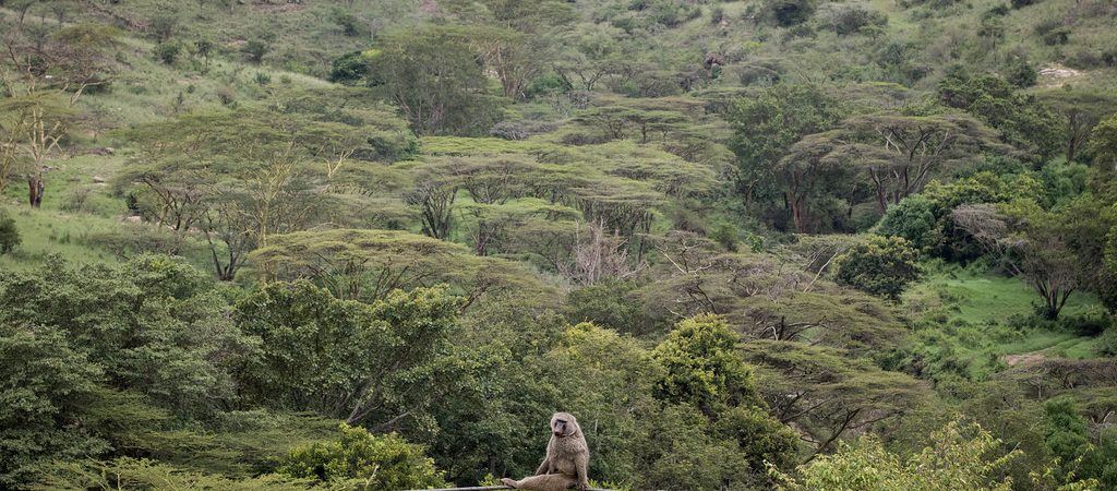 monkey in Nairobi National Park