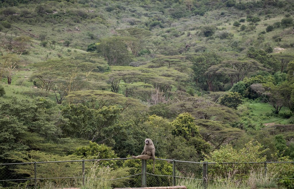 monkey in Nairobi National Park