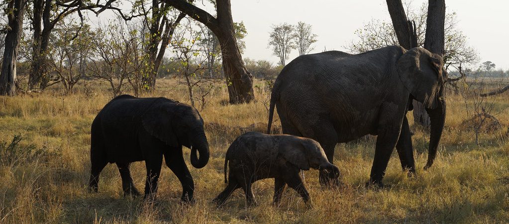 moremi elephants 3