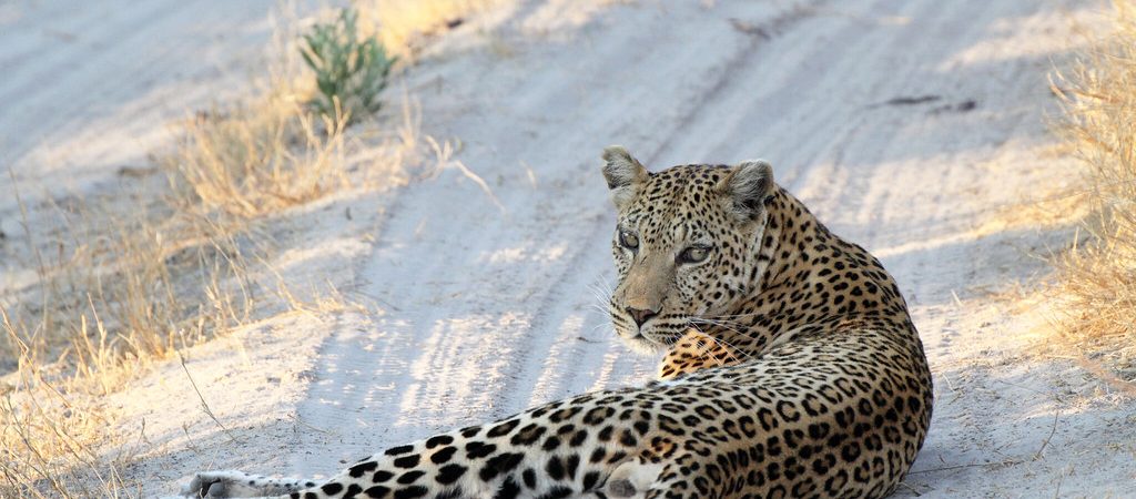 moremi leopard
