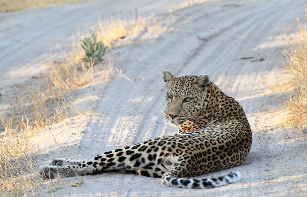 moremi leopard