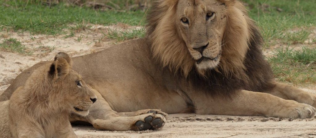 moremi lion
