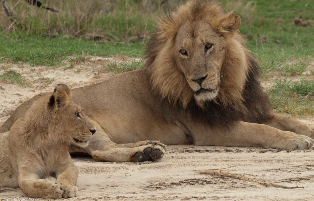 moremi lion