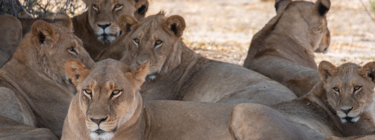 moremi lions many