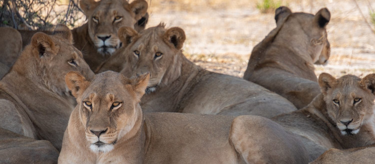 moremi lions many