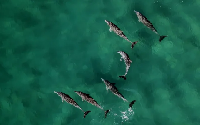mozambique-dolphins