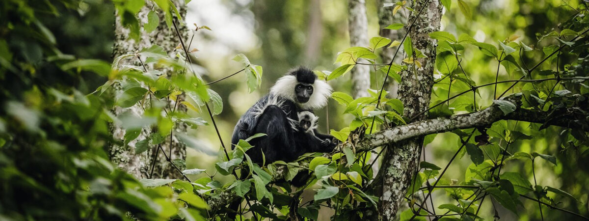 nyungwe-national-park-visit-rwanda