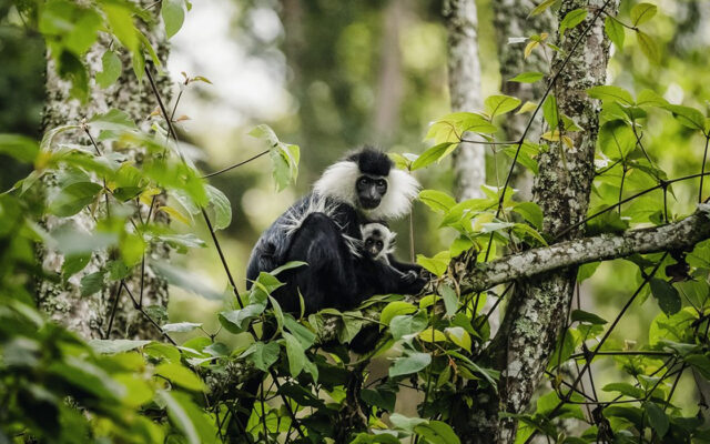 6 Day Rwanda Primates Tour