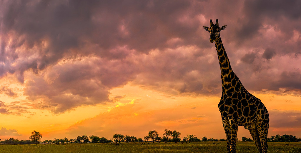 okavango girrafe sunset