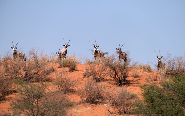 6-Day Luxury Botswana Safari Tour