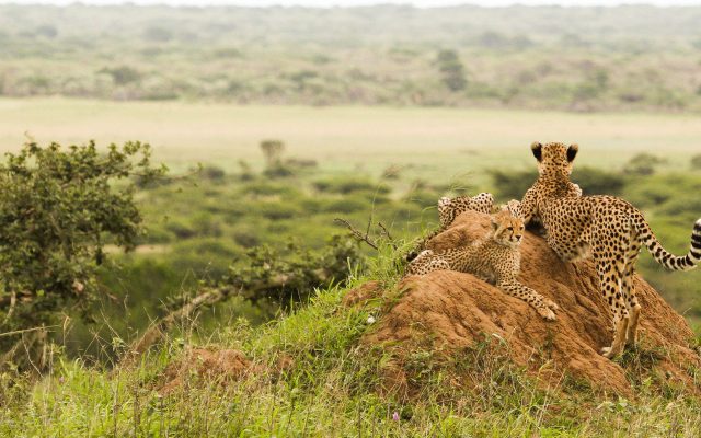 ½-Day 3-Hour Open-Vehicle Safari