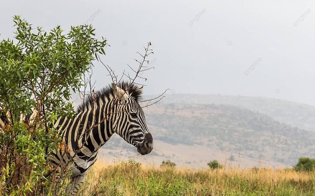 2-Day Big Five Safari Close to Cape Town