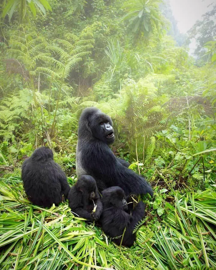 Uganda Safari Budget Planner — Uganda safari travel guide