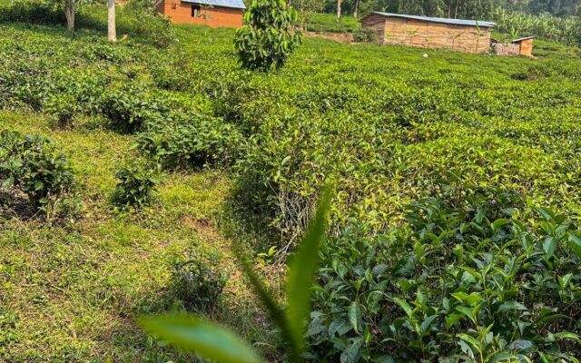 Uganda Safari Price Guide 2026