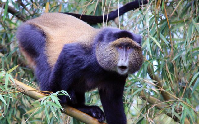 7 Day Primates Safari (Gorillas & Chimpanzees)