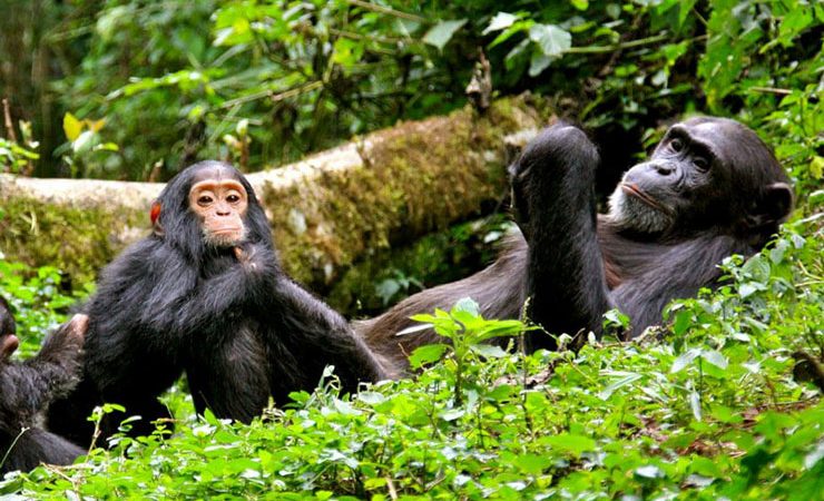 primates in nyungwe