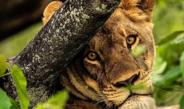 Private Uganda Safari Cost