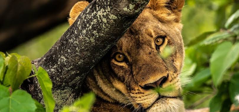 Private Uganda Safari Cost — Uganda safari travel guide