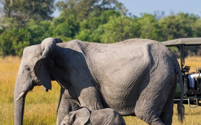 Private Uganda Safaris