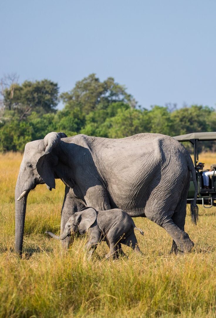 Private Uganda Safaris — Uganda safari travel guide