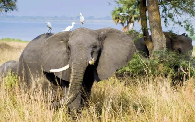 10 Days Pearl Of Africa Safari