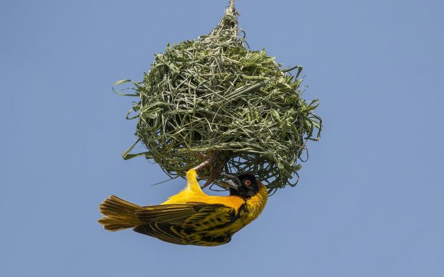 Classic Uganda safari wildlife and savannah landscapes