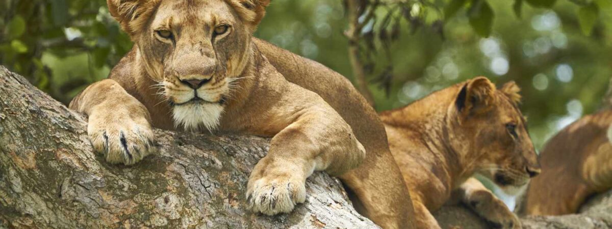 queen lions