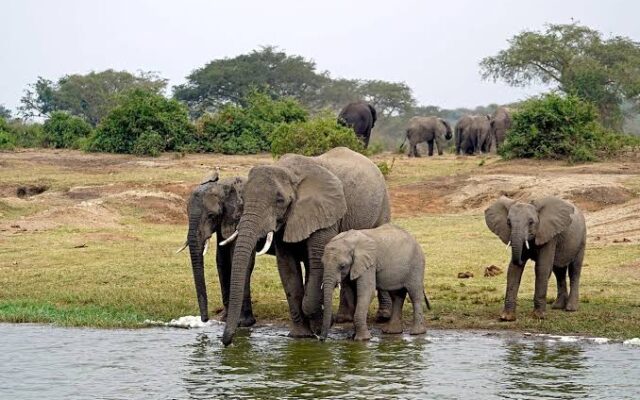 Classic Uganda safari wildlife and savannah landscapes