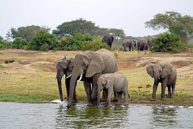 Queen Elizabeth National Park — safari destination