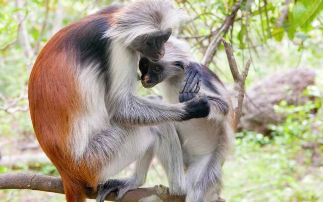 7 Day Primates Safari (Gorillas & Chimpanzees)
