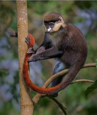 red tailed monkey
