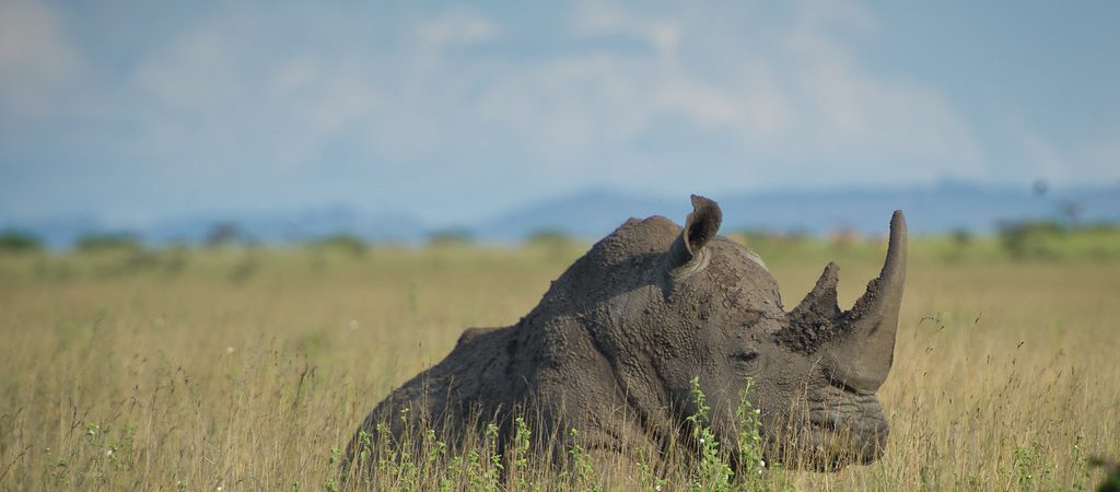 rhino in Nairobi park