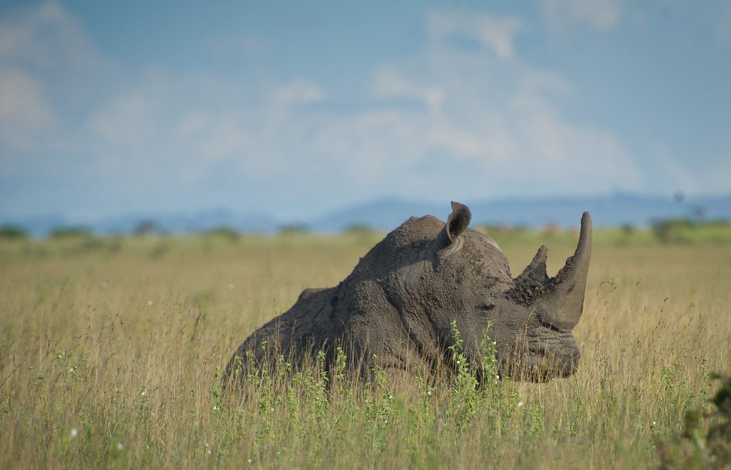 rhino in Nairobi park