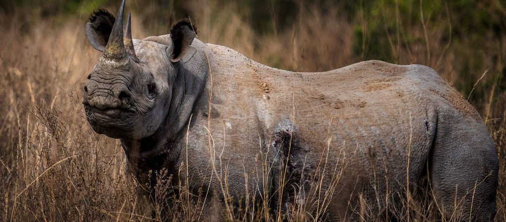rhinos in Nairobi national park