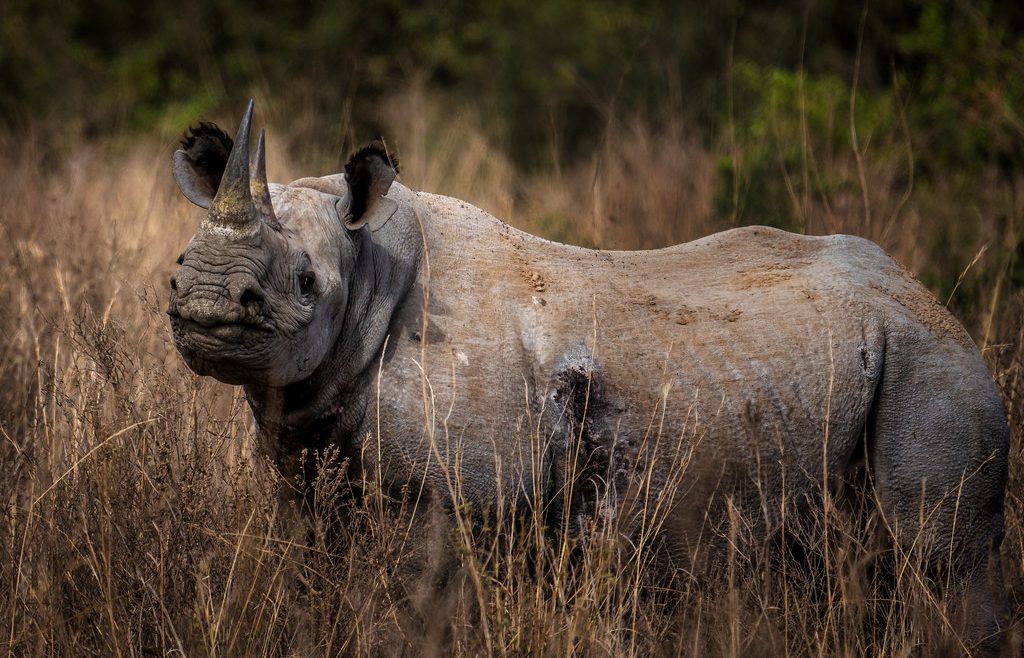 rhinos in Nairobi national park