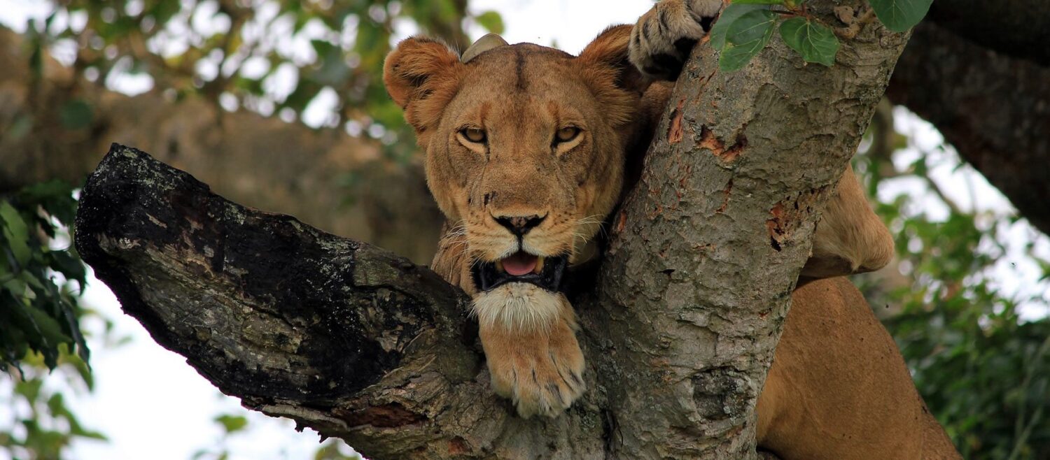 safari to queen