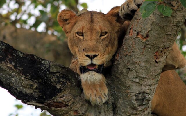 safari to queen