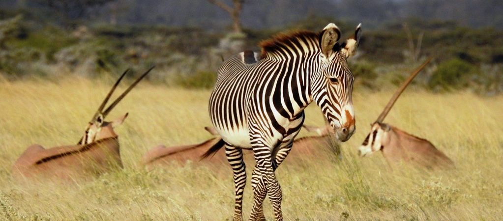samburu wildlife