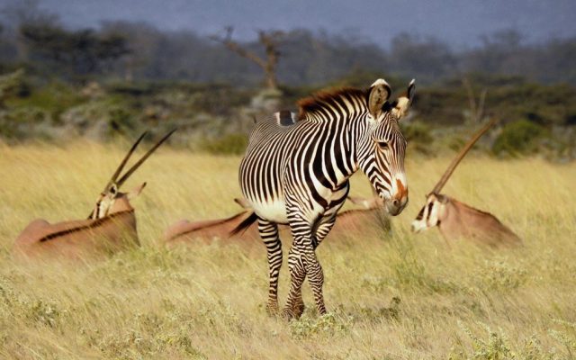 3-Day Samburu Special Five