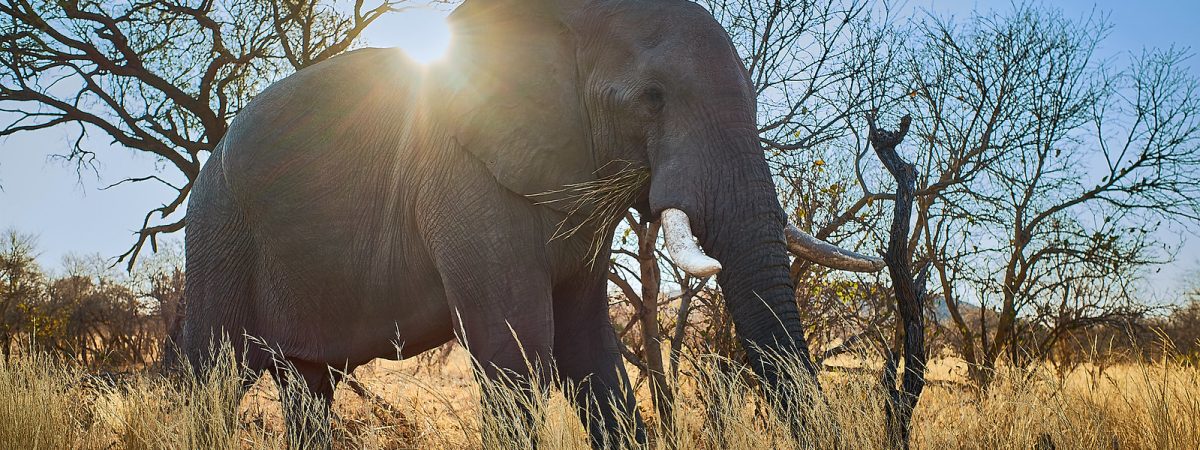 savuti elephant