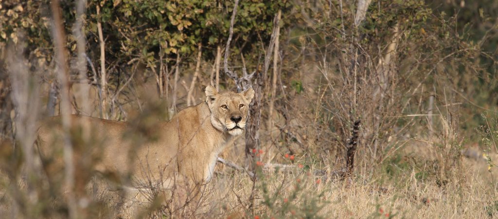 savuti lion