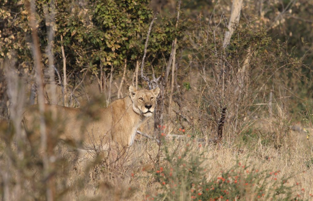 savuti lion