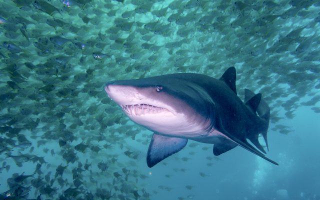 ½-Day Cape Town-Sharks Cage Diving