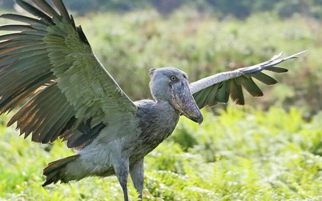 1-Day Gauteng Birding Tour (South)
