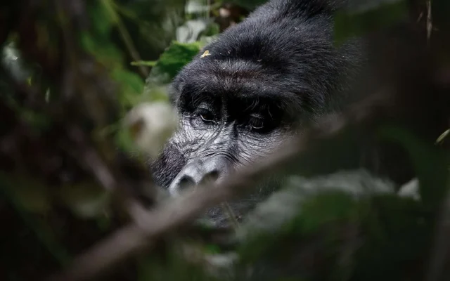 8 Day Wildlife and Gorilla Safari