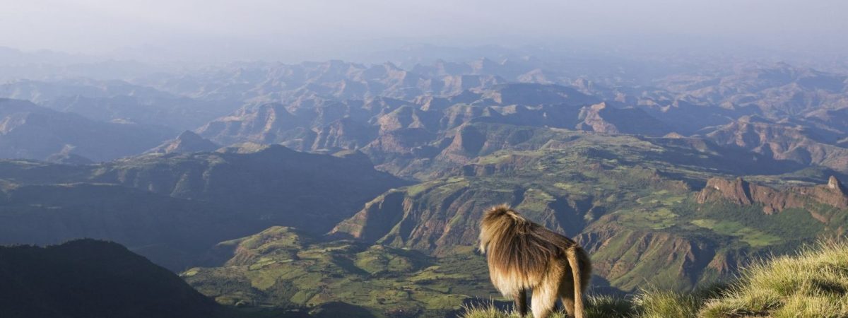 simen-mounain-national-park-chelada-baboon