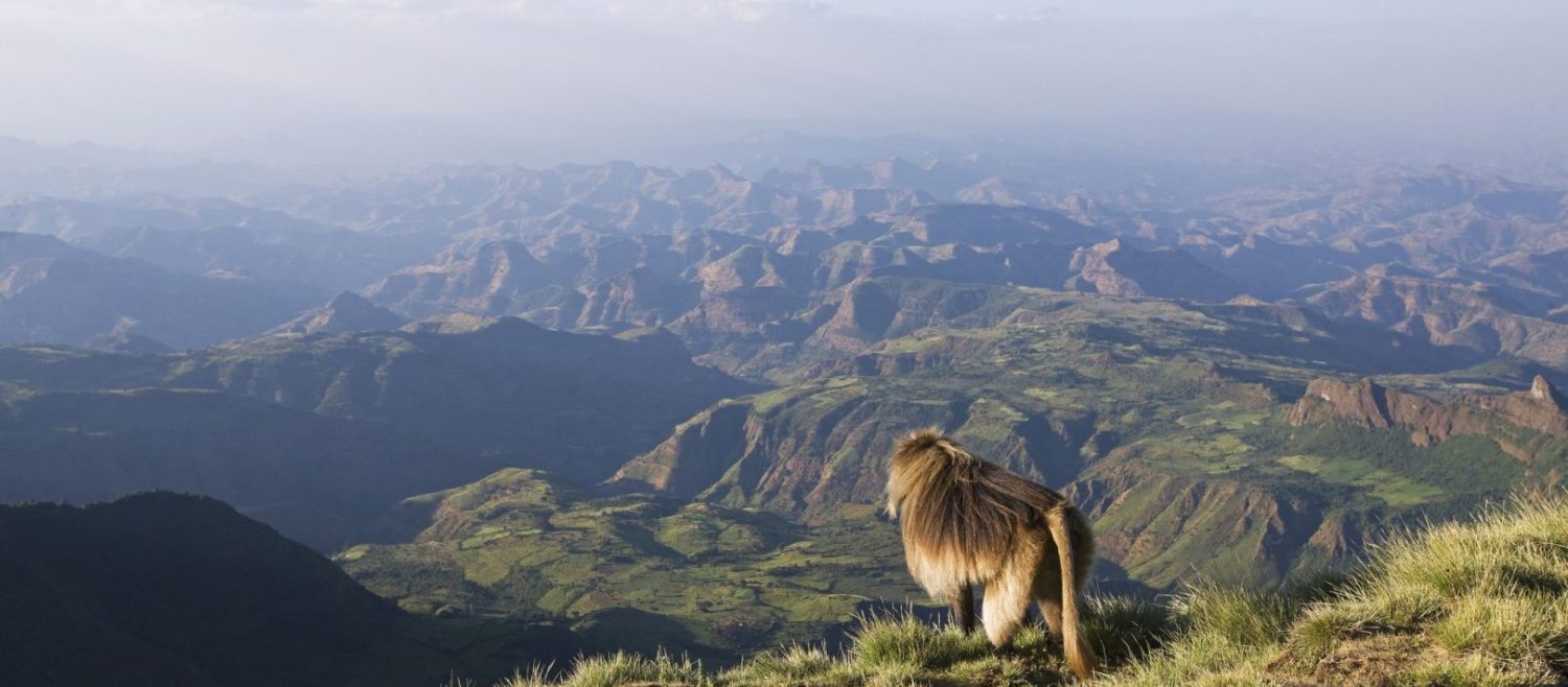 simen-mounain-national-park-chelada-baboon