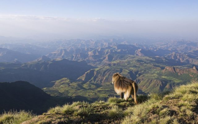 4-Day Simien Mountains Trek (Camping)