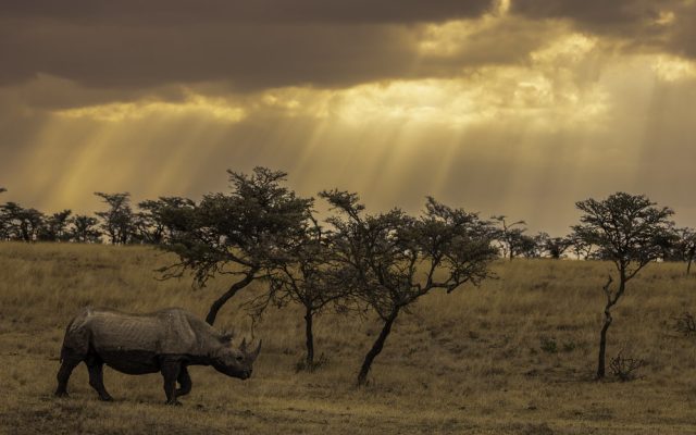 2-Day Ol Pejeta Conservancy – Ngare Ndare Safari