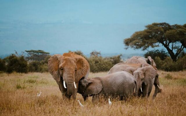 14 Day Ultimate Uganda Safari